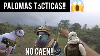 Caza de palomas con resortera CAP:11 (palomas blindadas) 