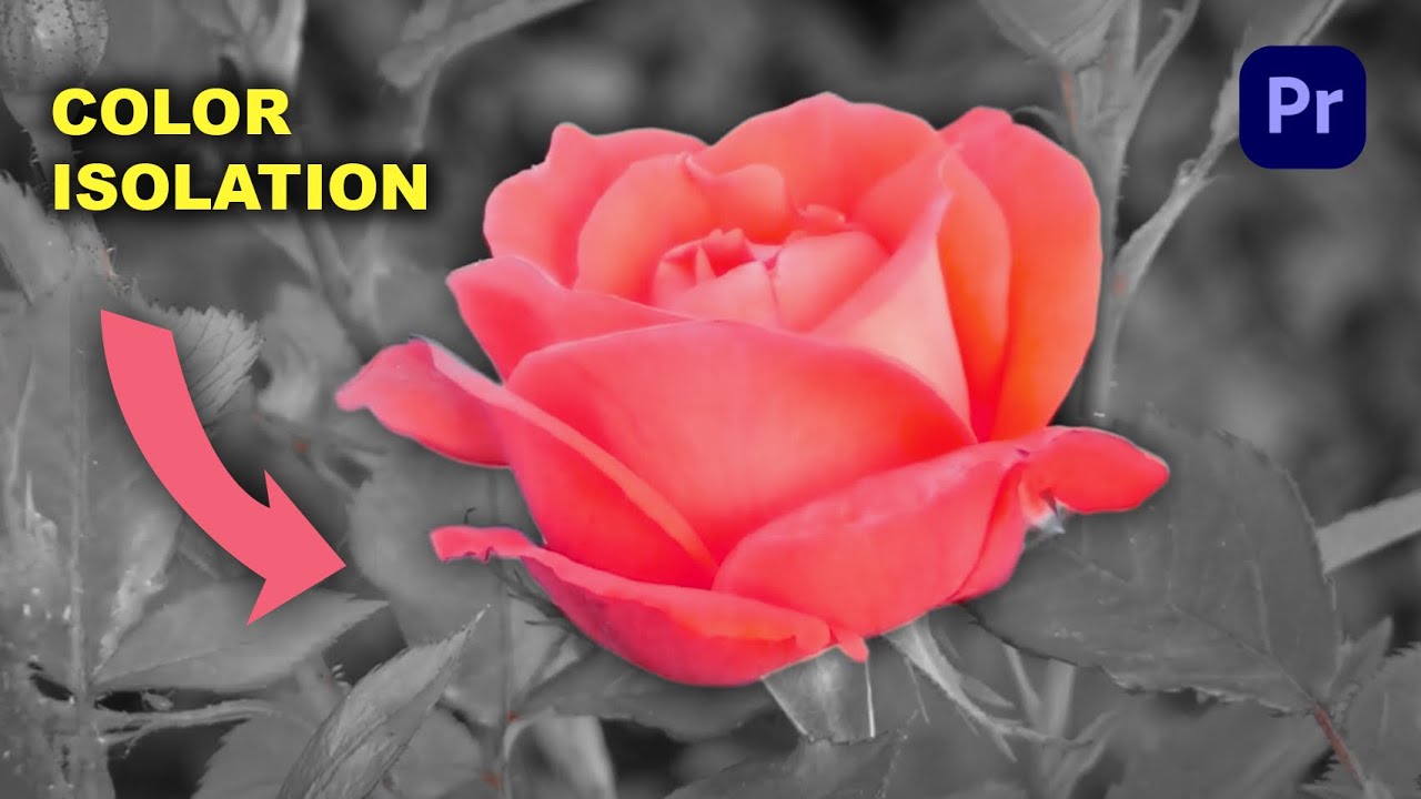 Color Isolation Tutorial Premiere Pro, beginner and advanced #tutorial ...