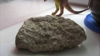 My Fossil Collection