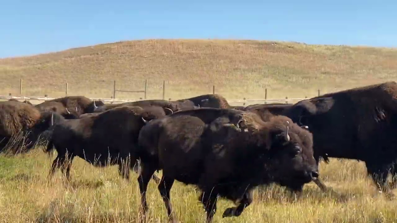 Bison Stampede in Custer State Park, SD