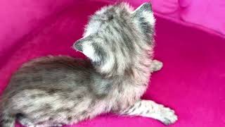 F1 Silver Savannah kitten! #kitten #kittens by Lavish Savannah’s 151 views 10 months ago 22 seconds