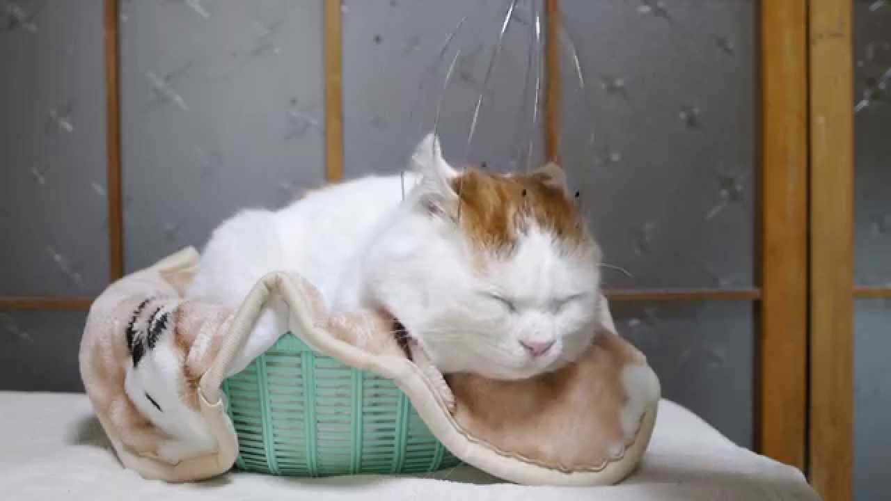 かご猫 X 頭皮マッサージ猫 Scalp Massage Cat Youtube