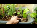 [ PASSO A PASSO ] - Como cultivar Feijao e Pimentao no carrinho de mão