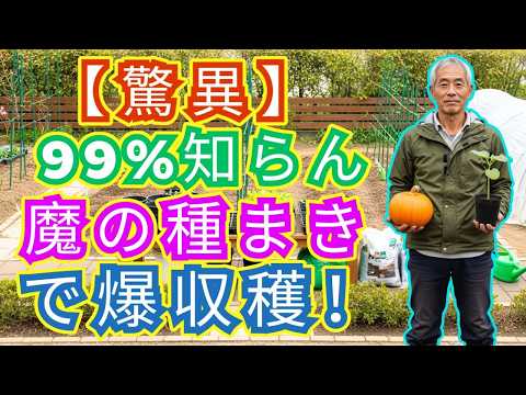 【カボチャ栽培】その種まき今すぐやめて！素人でも爆伸びする簡単ポット育苗の黄金則【有機農家直伝！完全無農薬で圧倒的に育てる家庭菜園】 #家庭菜園 #カボチャの育て方 #無農薬 - 15分でできる家庭菜園