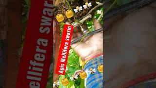 Apis Mellifera Swarm