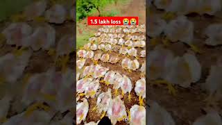 Ready Bird mortality OMG 😭😭 #shortsfeed #funny #shorts screenshot 3