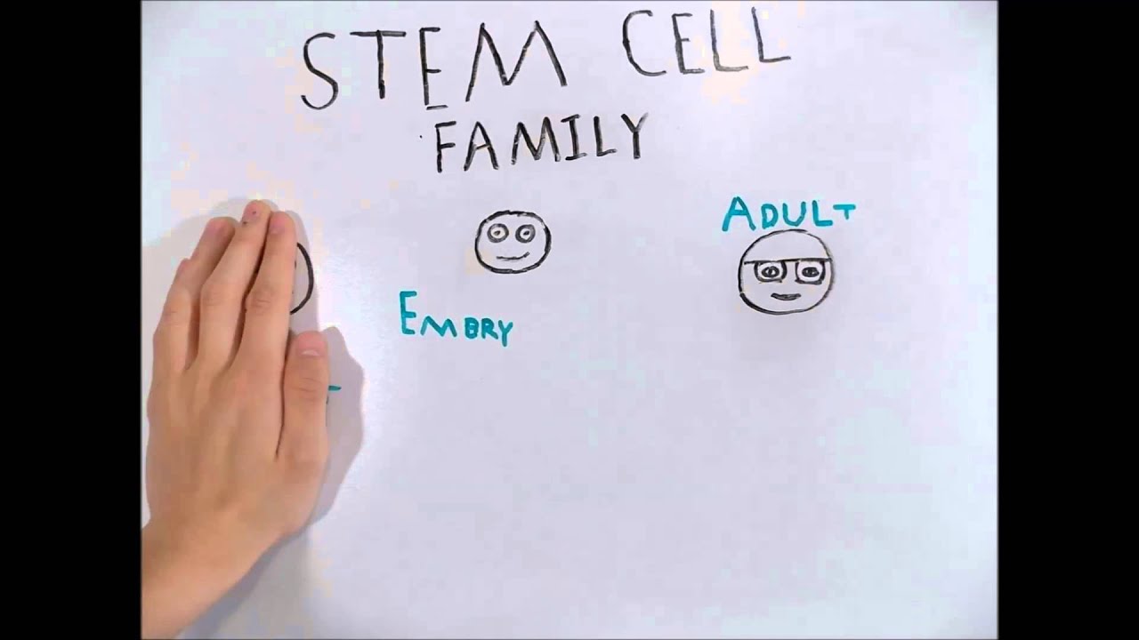 Human Embryonic Stem Cells