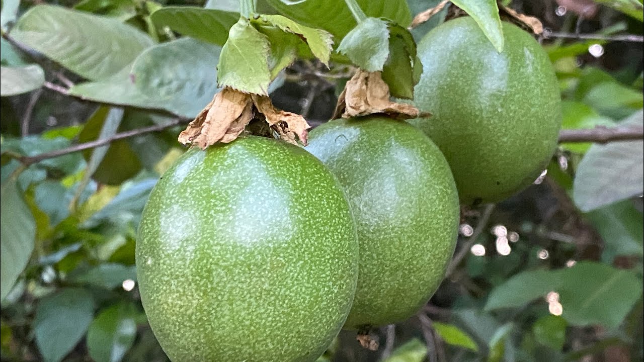 Purple Possum Passion Fruit...central Florida Zone 9B 100 chill hours