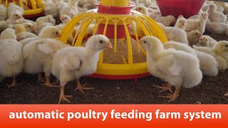 New Automatic Poultry Feeding System by Roots Poultry Industries