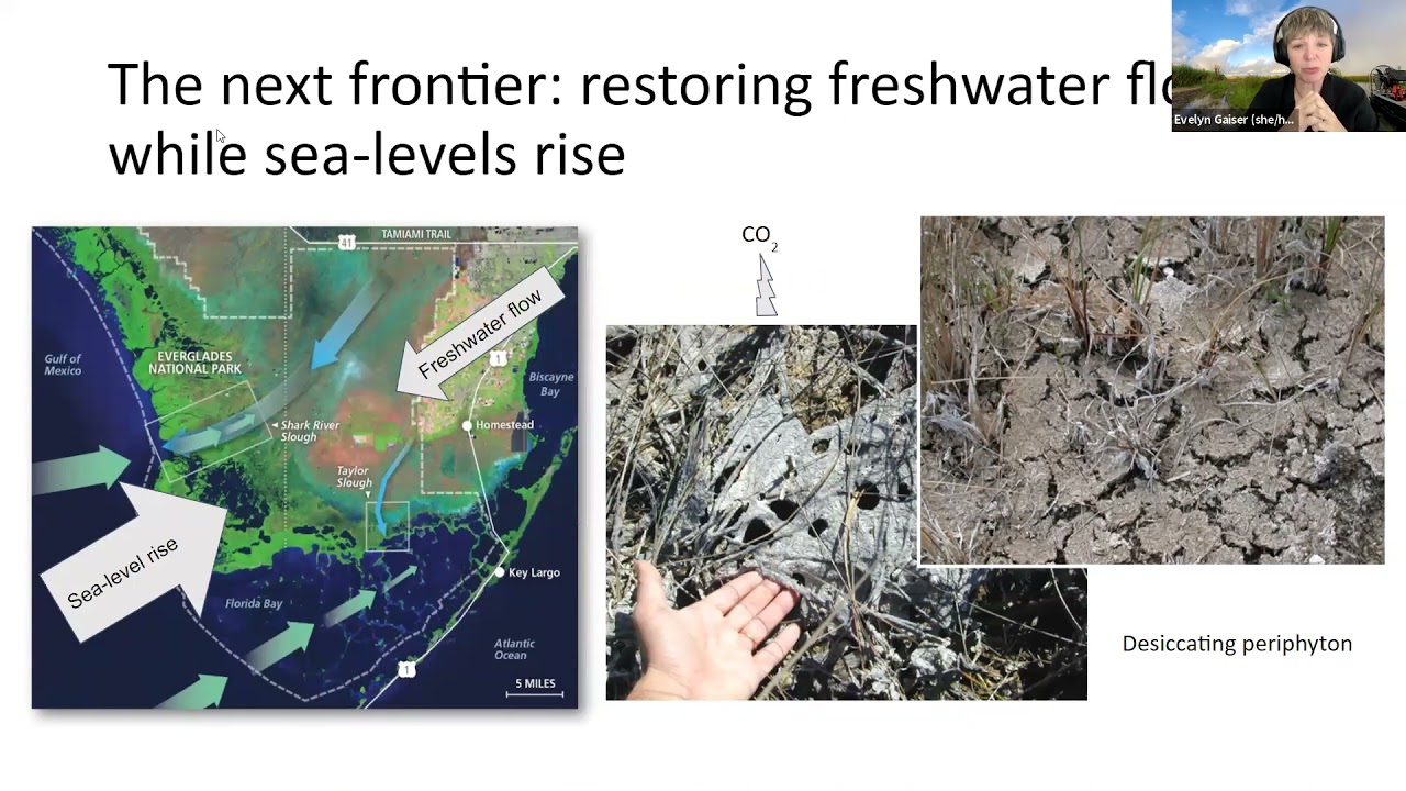 Evelyn Gaiser and Franco Tobias - Long-term calcareous benthic diatom assemblages