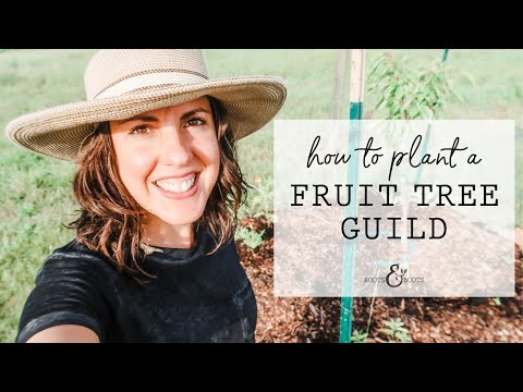 How to Plant a Fruit Tree Guild