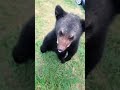 Funny bear 🐻 #bear #animals #funnyvideos #funnyanimals #Foryou