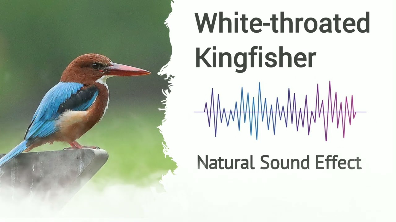 White-throated Kingfisher | Natural Sound Effects