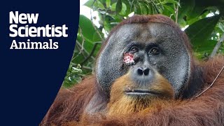 Orangutan seen treating its wounds with medicinal plant