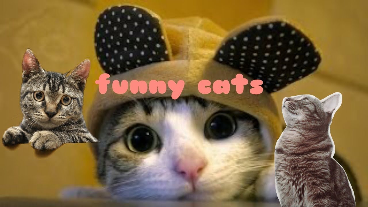 Try Not To Laugh Animals Funny Cats Videos 2020 Funniest Clean