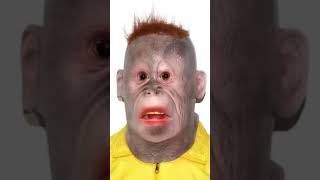 Funny Monkey And Gorilla