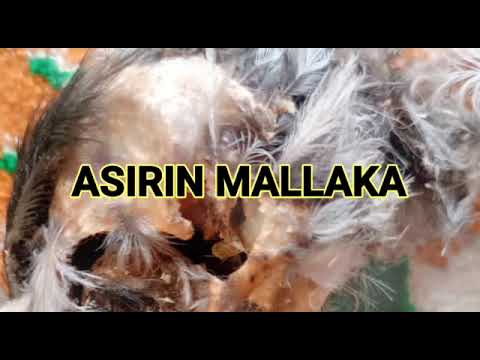 ASIRIN MALLAKA
