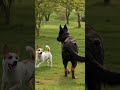 👉 “Crazy Dog Fight Caught on Camera 😱🐶” #dogfight #dogs #animalfight #viralshorts