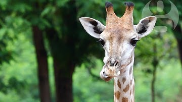 Giraffes facing extinction warn experts – video report