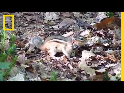 A Short Guide To Chipmunk Noises National Geographic