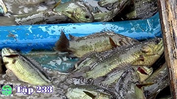 Bắt Cá bằng cách "Đẩy Côn" không ngờ bắt nhiều Cá Rô Mề và Cá Lóc Đồng đến vậy | NGÃ NĂM TV T233