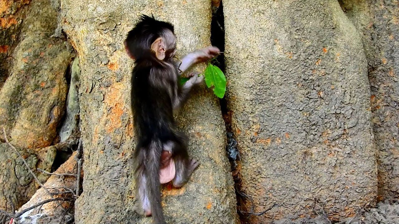 climbing colombia Be Careful A Little Boy Polino!