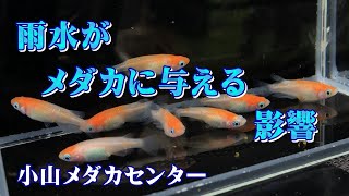 メダカ飼育 雨水がメダカに与える影響 Youtube