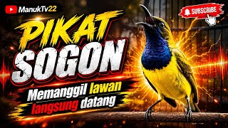 🔴 PIKAT SOGON AMPUH!! | MEMANGGIL LAWAN AUTO DATANG #pikatsogokontong #pikatsogon