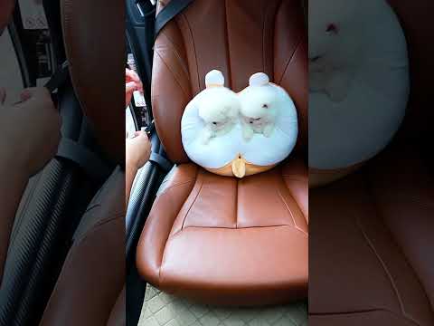4세대 강아지 이어팟
