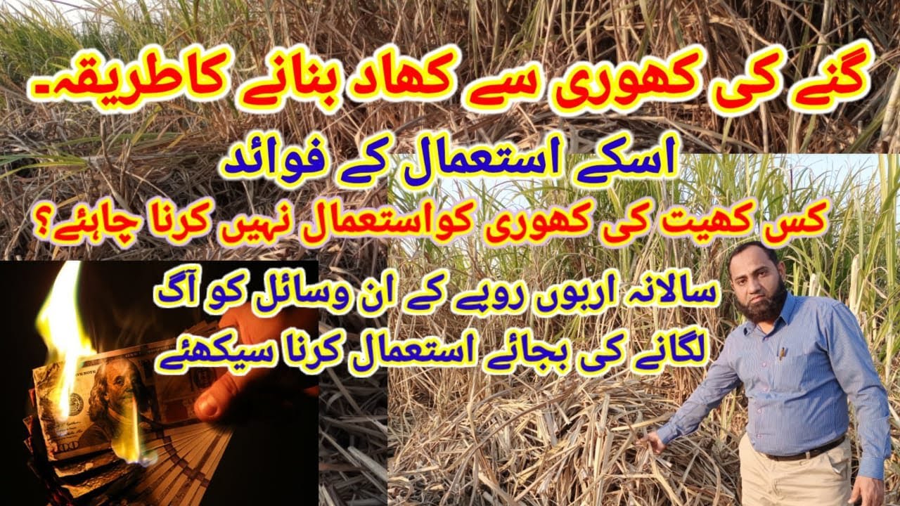 Sugarcane Trash Mulching Procedure, Benefits and Importance YouTube