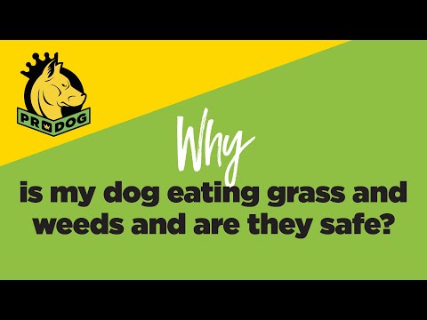 how do i stop my dog from eating grass