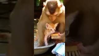 Нужно Содержать Маленького Друга В Чистоте