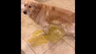 GILA! CUMA ORANG JENIUS YANG BISA PAHAM JOKE INI!