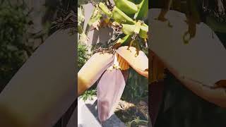 Гайдарпаша палац пальми бананові