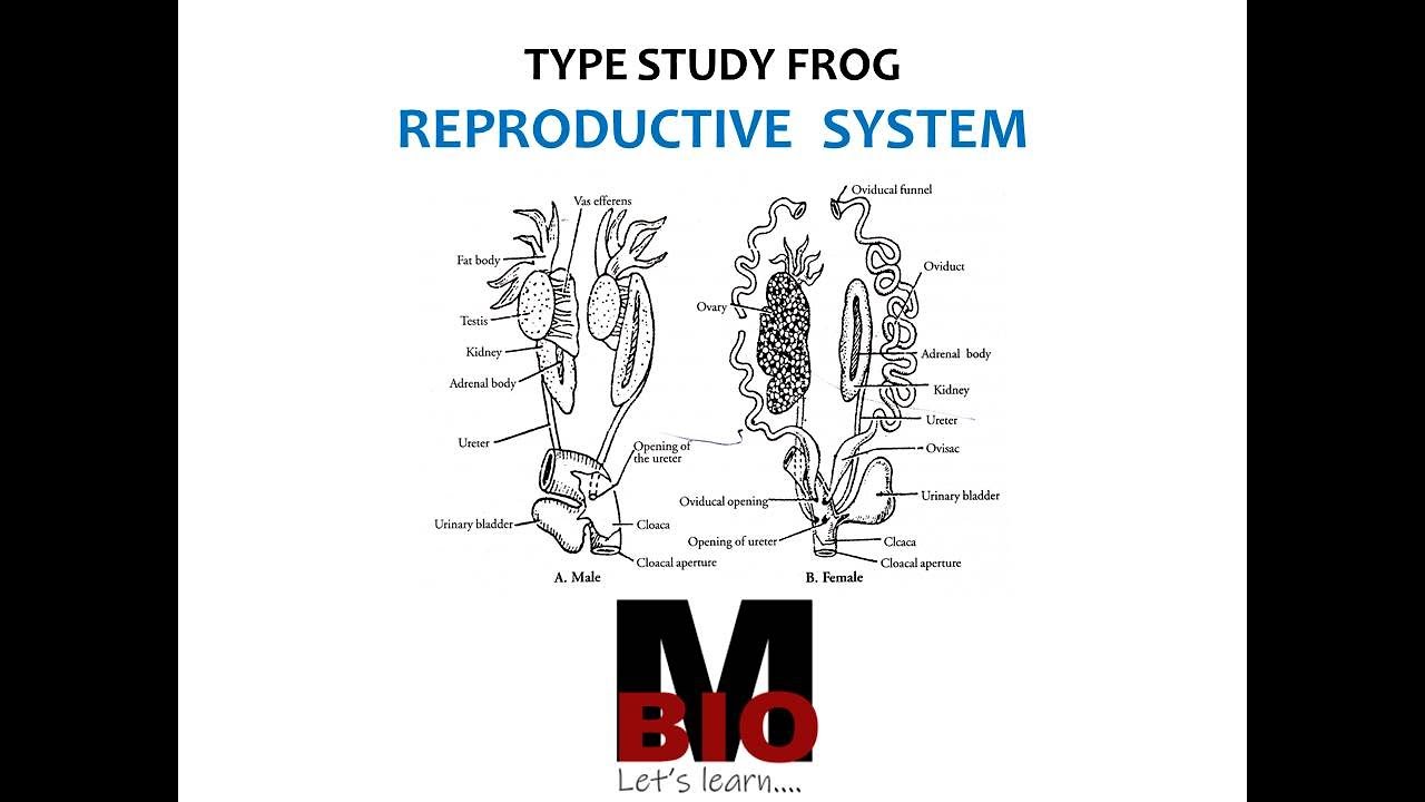 FROG REPRODUCTIVE SYSTEM YouTube