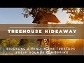 Treehouse Hideaway | Fresh Soundscape For Spring | Relax | Sleep | Meditate