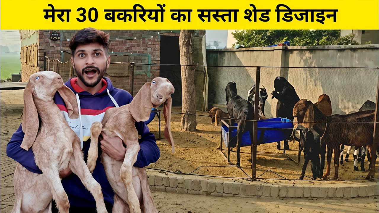 Mera 30 Bakriyo Ka Sasta Shed Design || Mighani Goat Farm 
