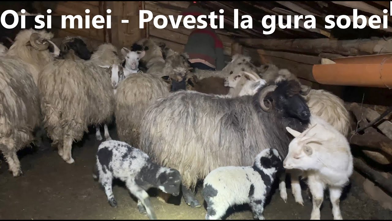 POENARI LEON, pt.a VII-a, part VII - Oi și miei, Povesti la gura sobei