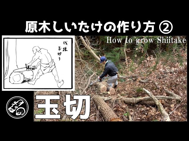 しいたけ原木　玉切り　薪　丸太　広葉樹 sddefault.jpg