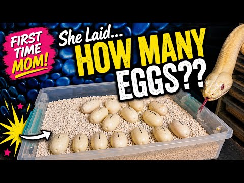 Zelda Laid How Many Eggs??? First Time Mom Crushed It!!!