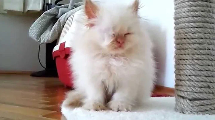 Video 509011: persian himalayan kittens, cute himalayan persian, red persian kitten, lion