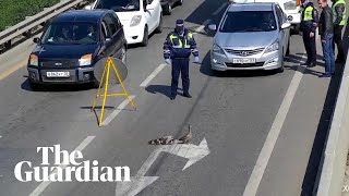 Russian police stop traffic to help family of ducks cross road