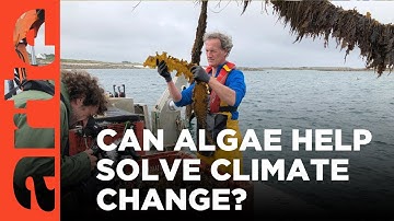Could Algae Save the Planet? (Re-upload) | ARTE.tv Documentary