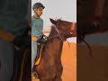 رميتني لحصاني ويا ميم أنا خيال أنا وأنا على الخيل 