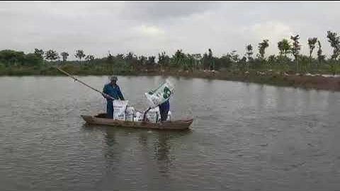 Nuôi cá Rô Đồng trong ao đất