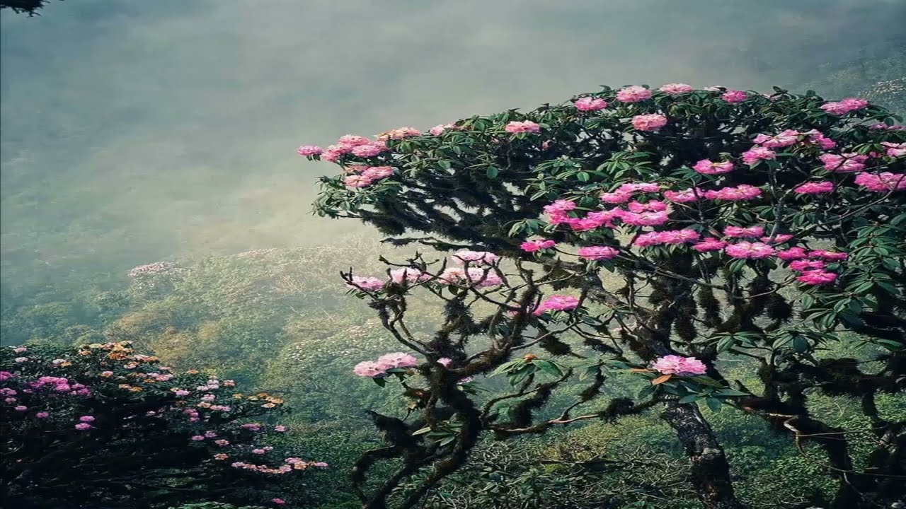 Khám Phá Putaleng Mùa Hoa Đỗ Quyên