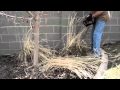 How to Trim Back Tall Ornamental Grass