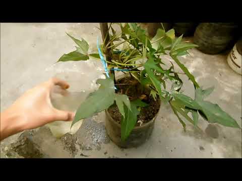 Video: Cuidado invernal de la batata ornamental: cómo hibernar las plantas de batata