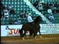 Constituyente de San Carlos ( Tayrona del Paso x Troyana), trocha pura - Rey de la sabana