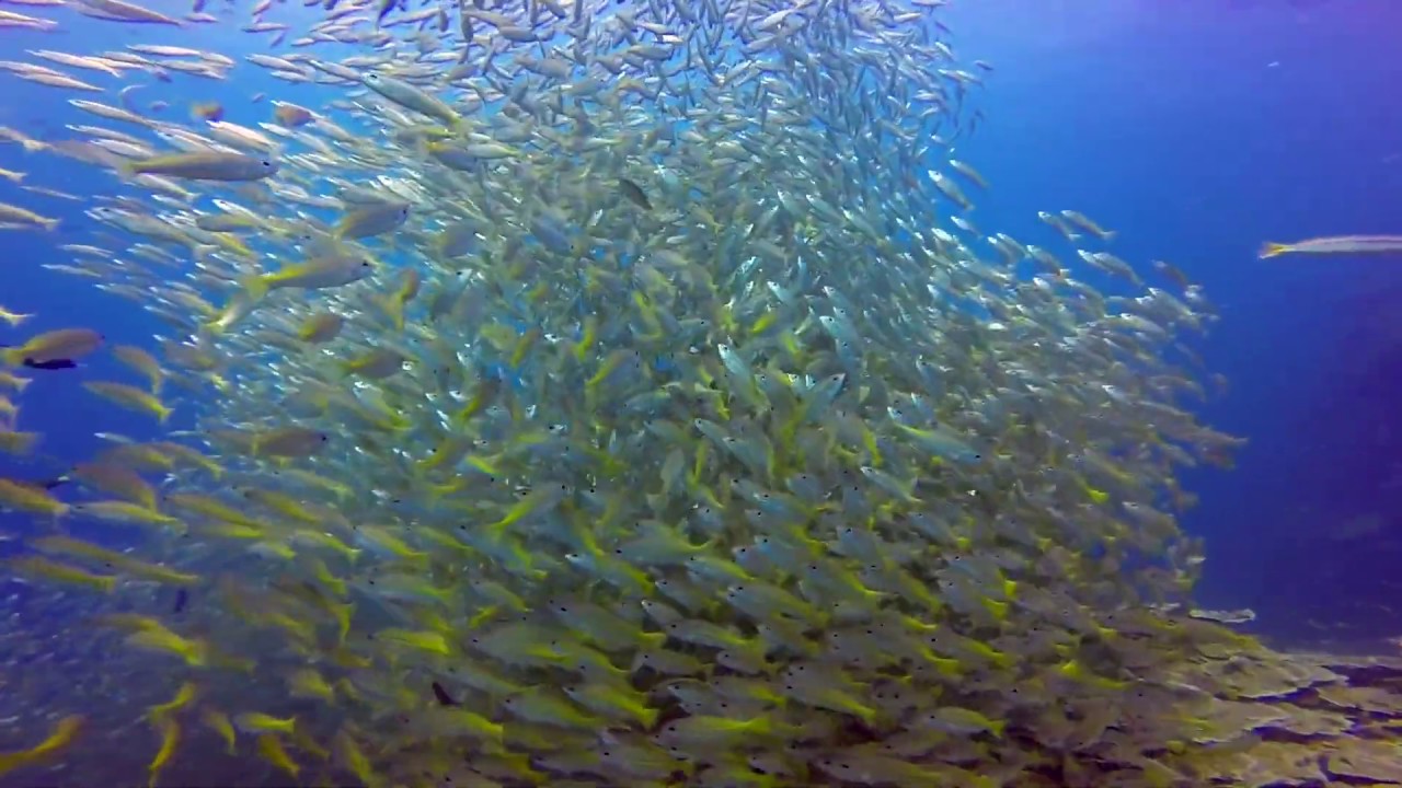 Scuba Diving with Yellowtail Snapper Fish Marine Life Documentary